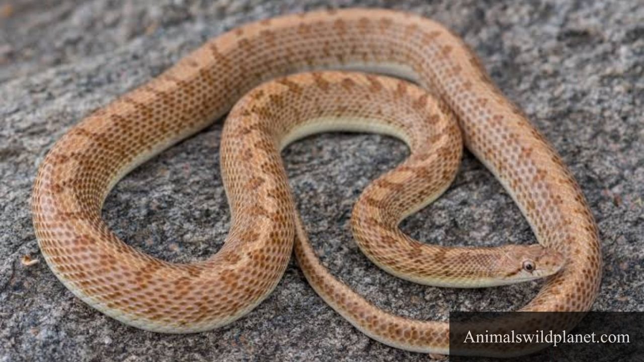 Most Flexible Animals