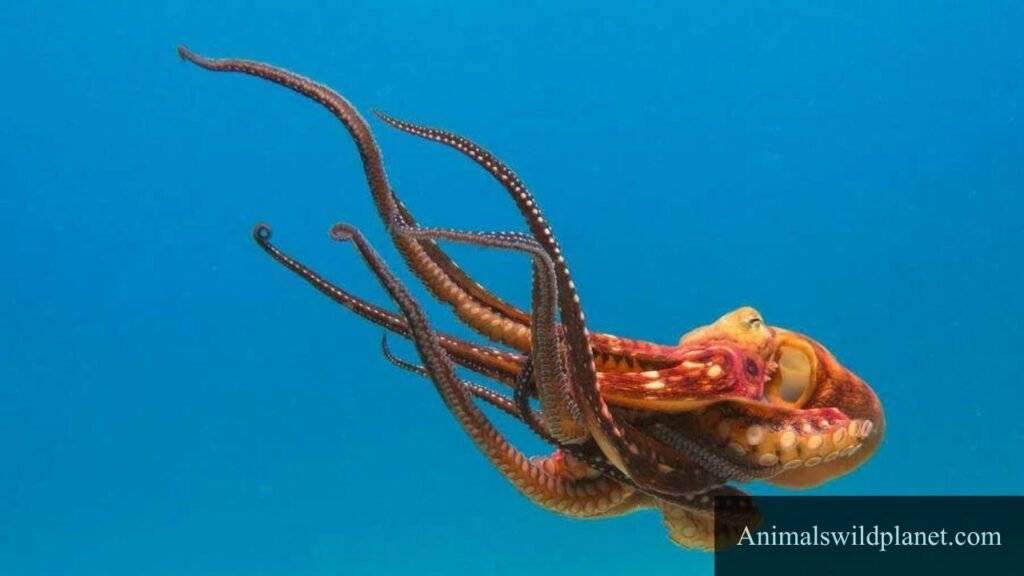 top 10 most flexible animals
