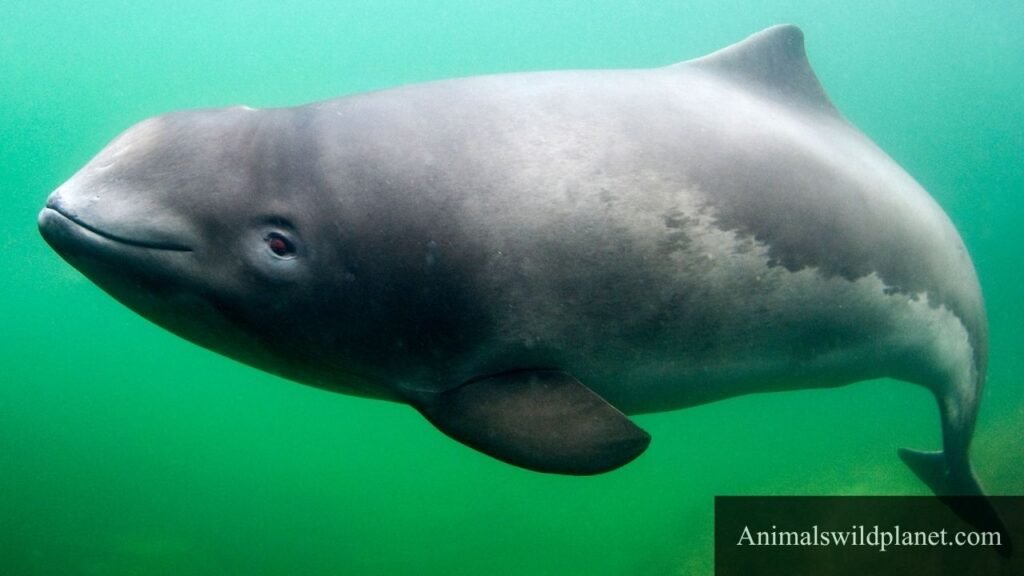 animals with blubber list