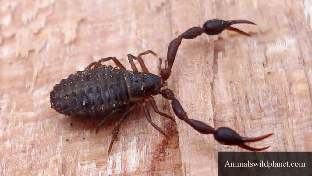 8 legs animal