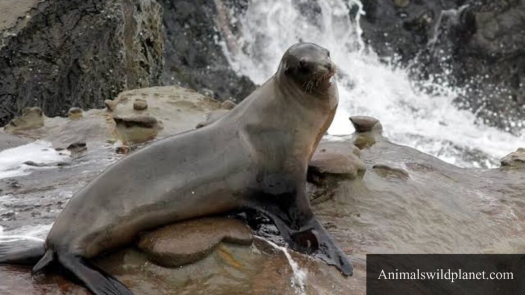 which type of animal is most flexible?