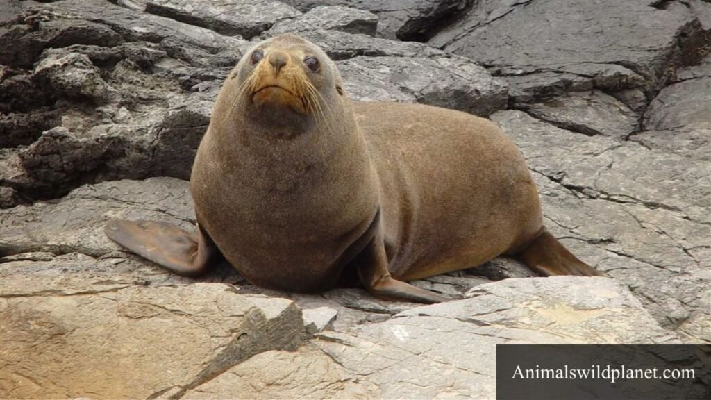 flexible animals pictures