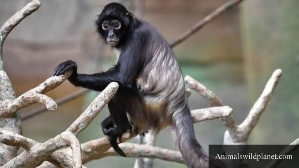 what's the most flexible animal