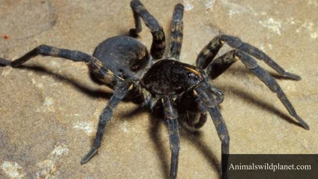 8 legs insects name
