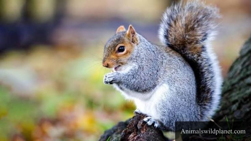 Animals That Can Bark Pictures
