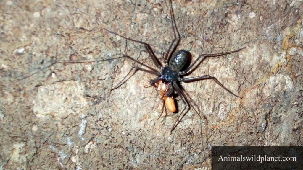 eight legs animals