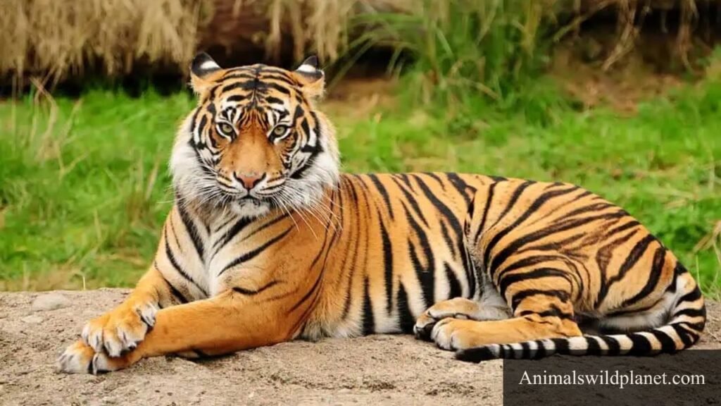 animals that move by galloping