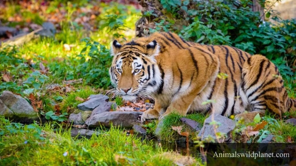 top 5 cleanest animals