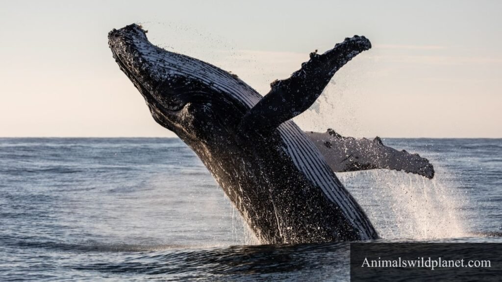 Animals With Blubber in The World