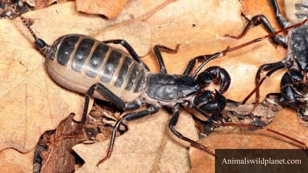 8 legs animals