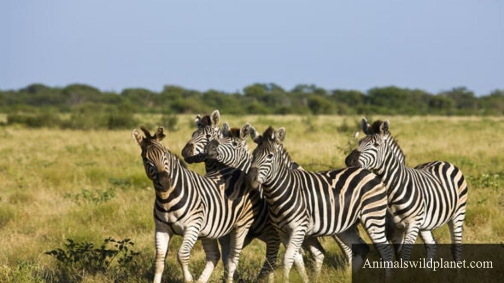 which animals gallop