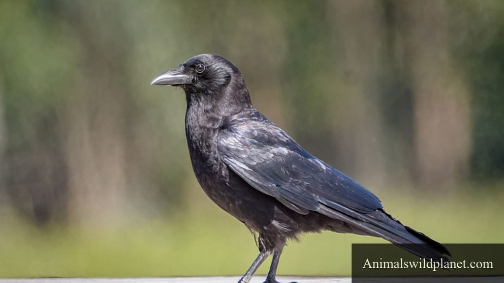 which animals eat corn
