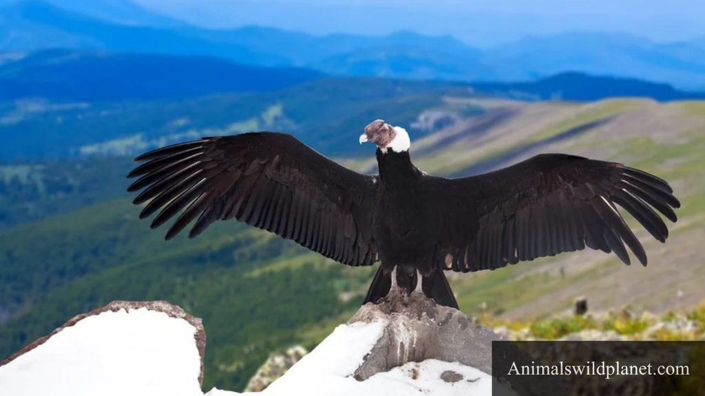 scavenger birds name