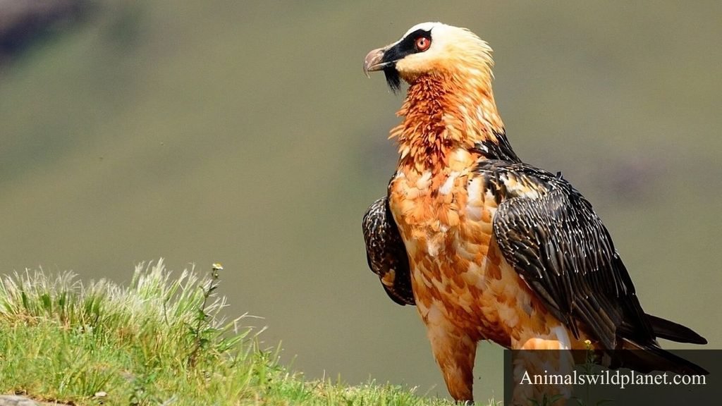 scavenger bird name