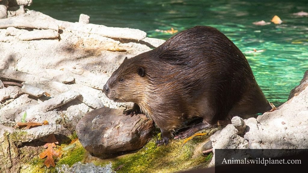 animals related to hamsters