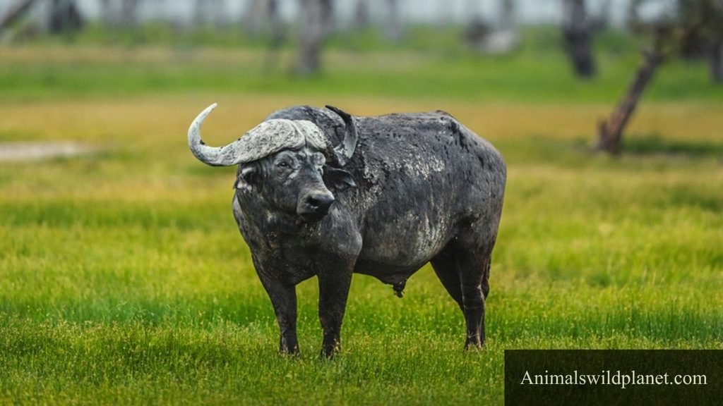 what animals eat corn cobs