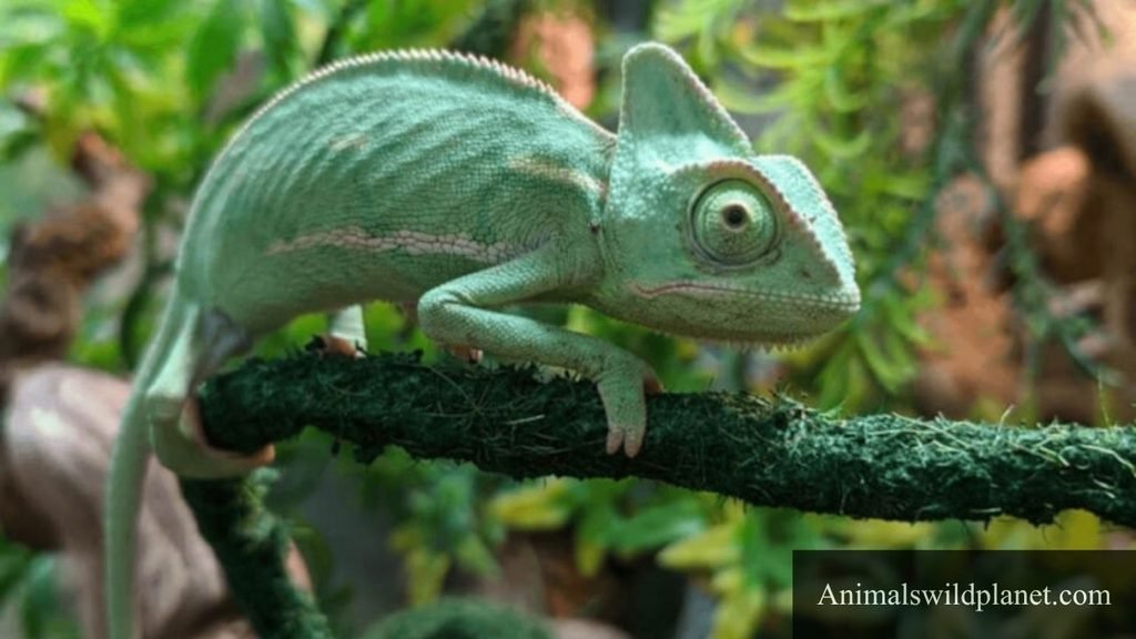 creature with big eyes