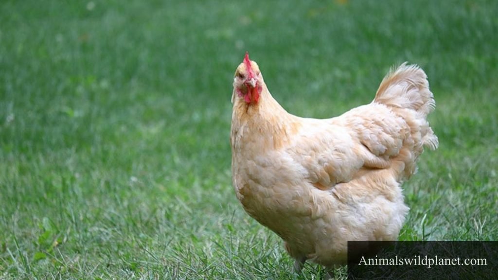 what animal eats corn