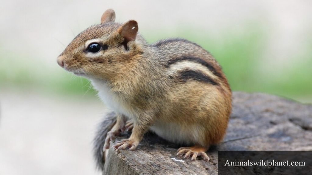 hamster type animals