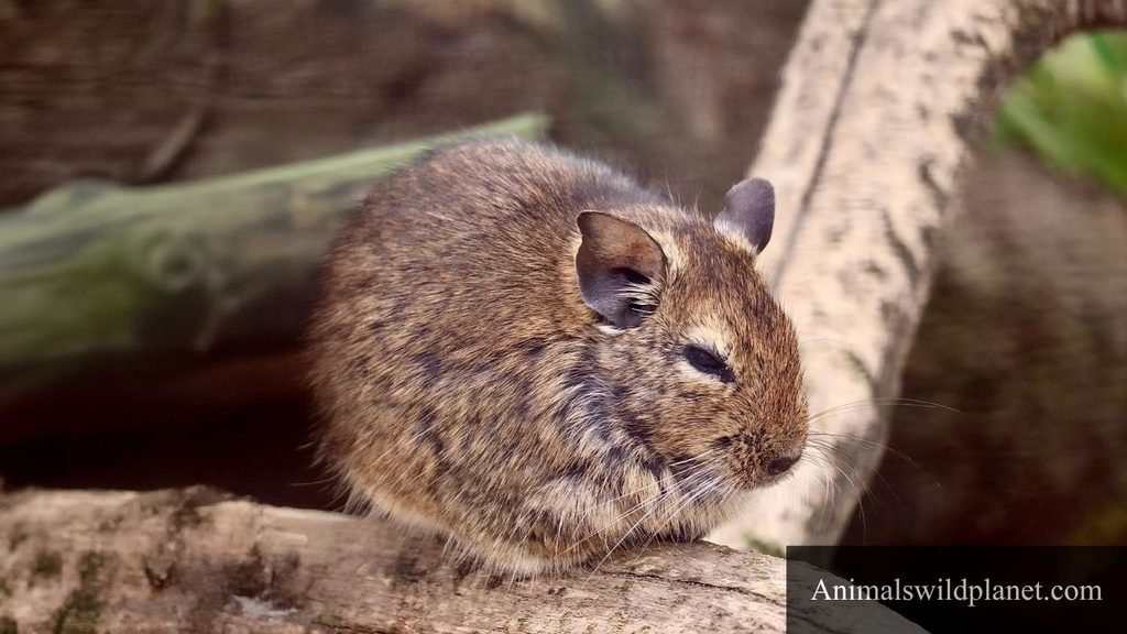 animals similar to hamsters