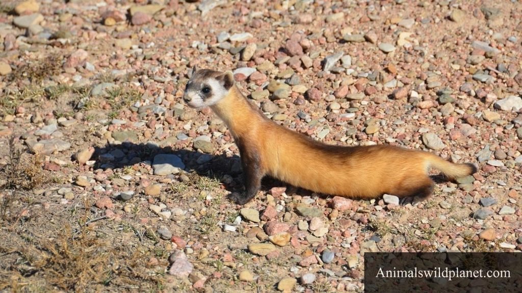 animals that look like weasels