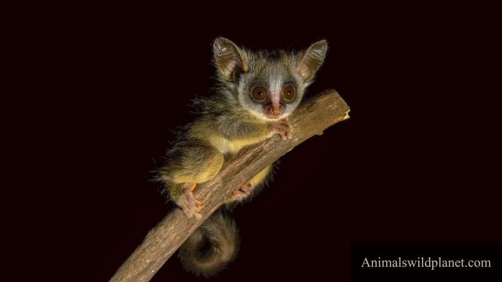 animals with wide eyes