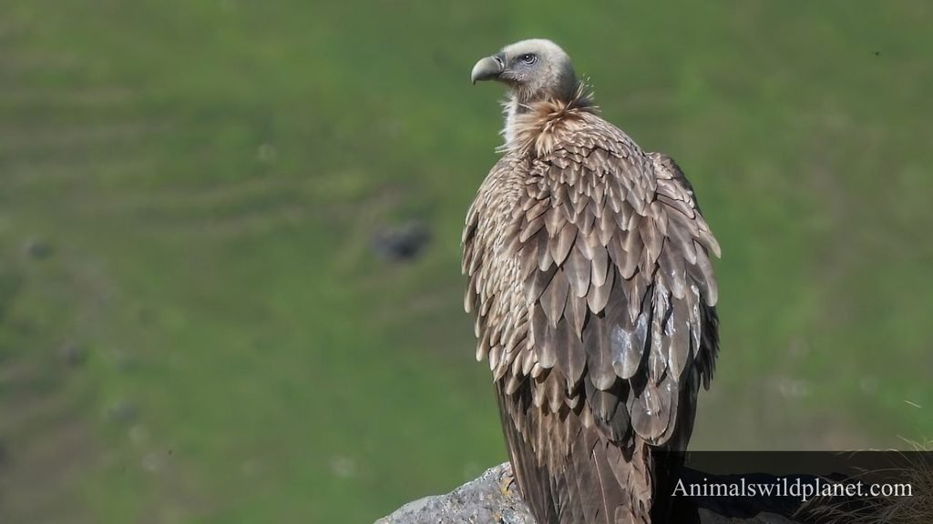 large scavenger bird