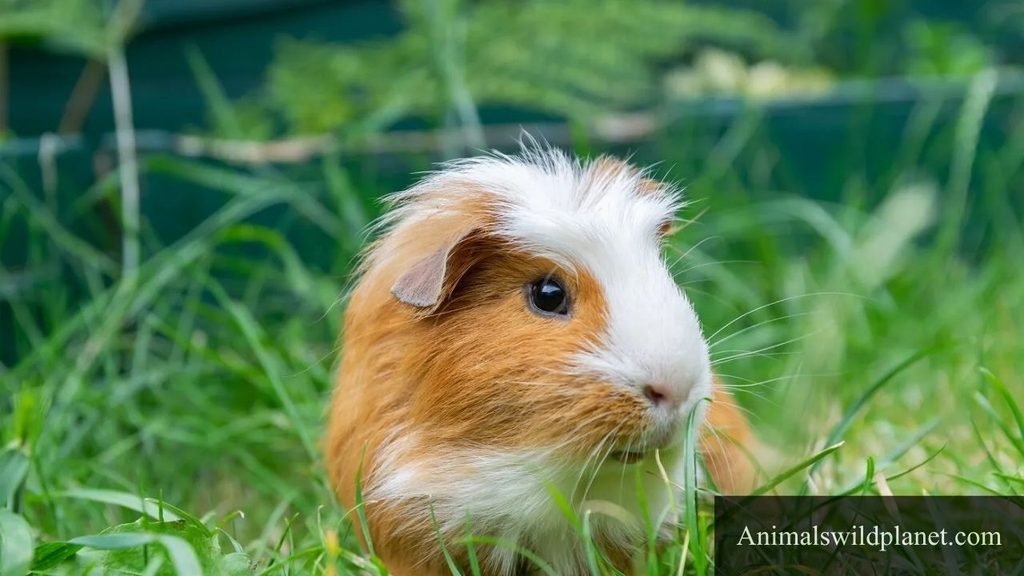 animals like hamster