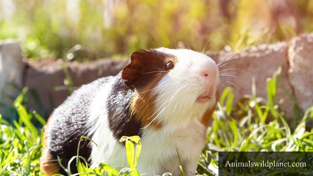do animals eat corn cobs