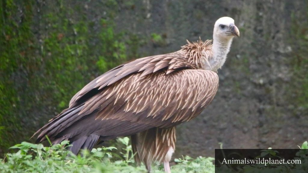 birds that are scavengers