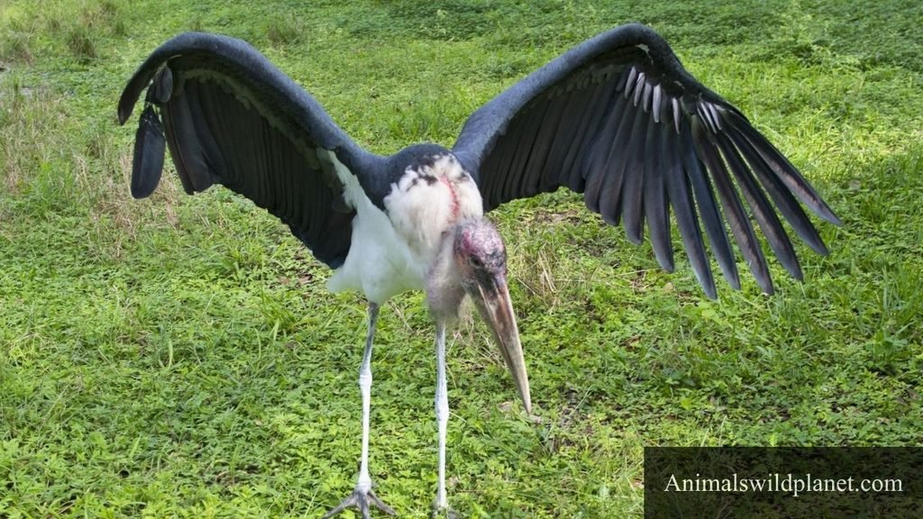 scavengers birds