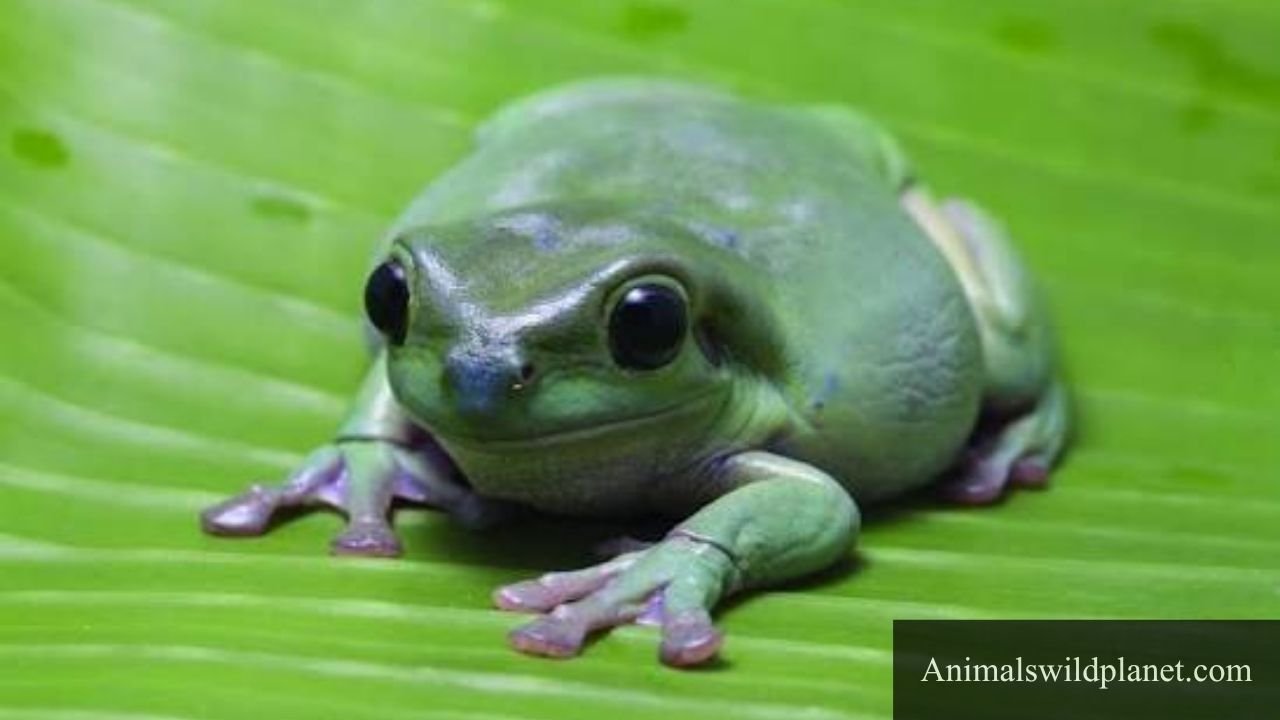 what are frog predators
