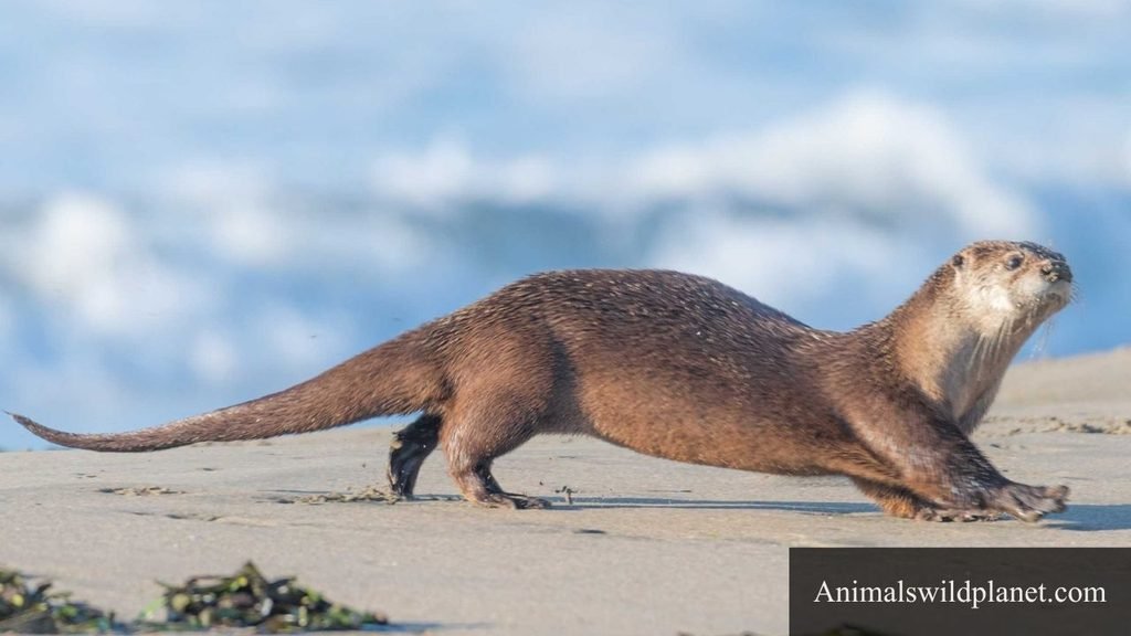 weasel like animals