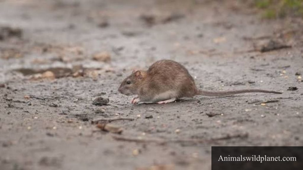 hamster like animals
