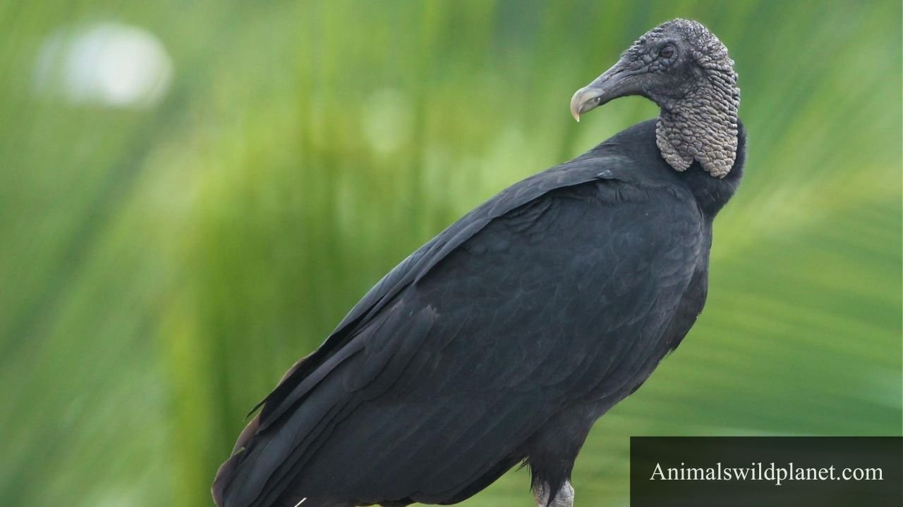 Scavenger Birds