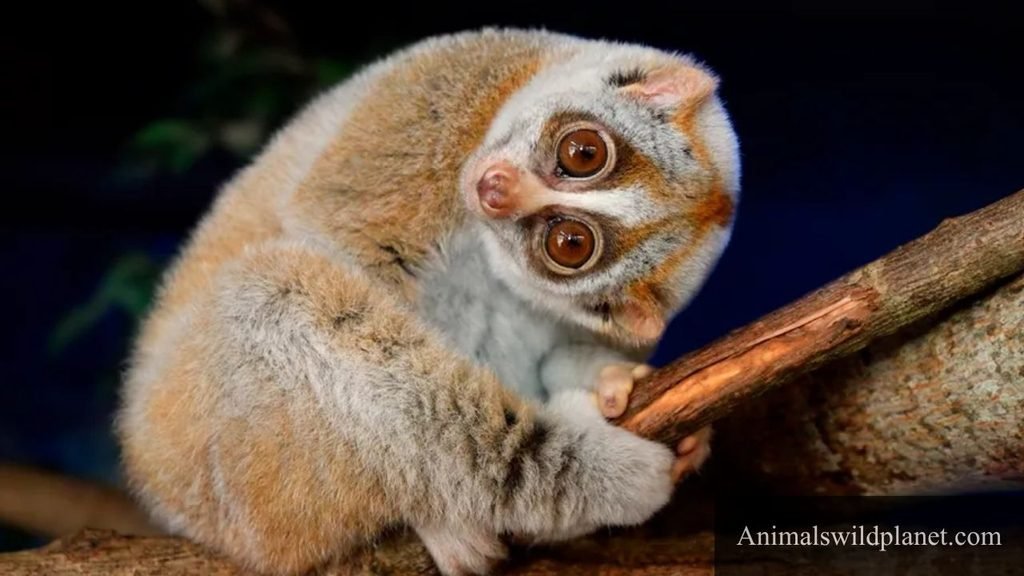 small animal big eyes