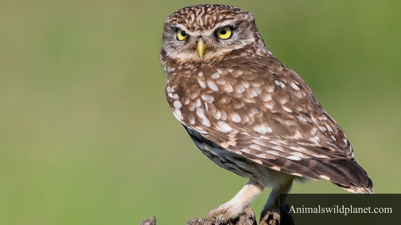 Small Animals With Big Eyes