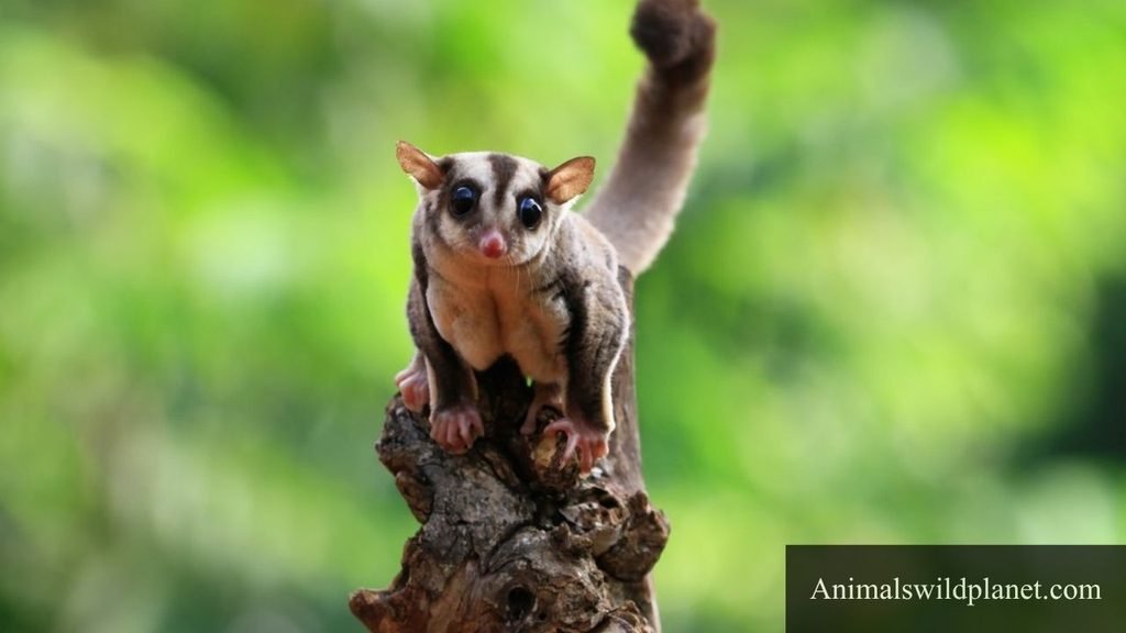 animals that have big eyes