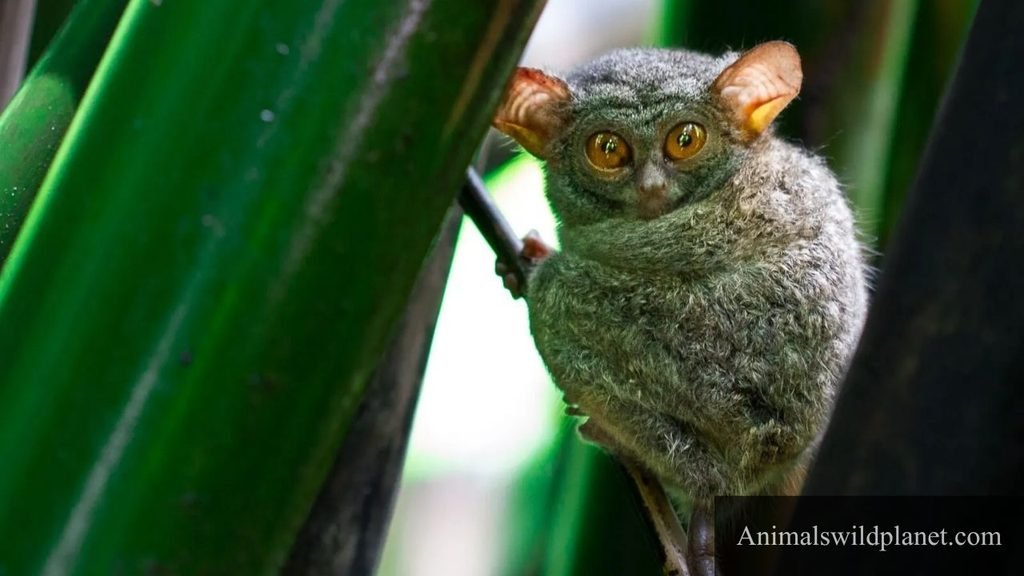cute animal with big eyes