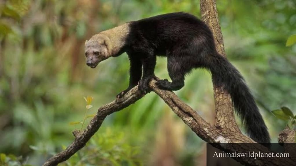 what looks like a weasel