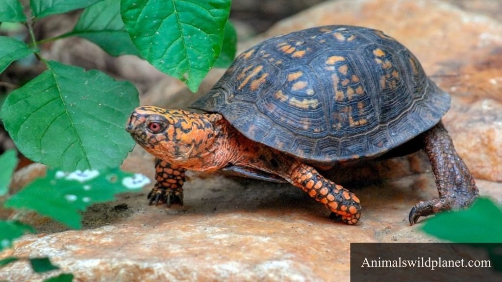 what animal eat frogs