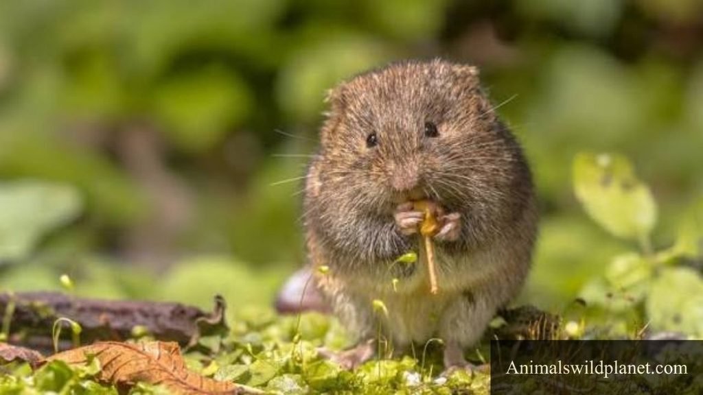 hamster looking animal