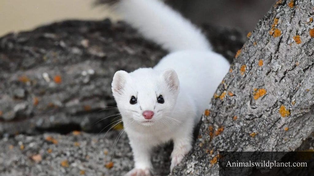 mice predators