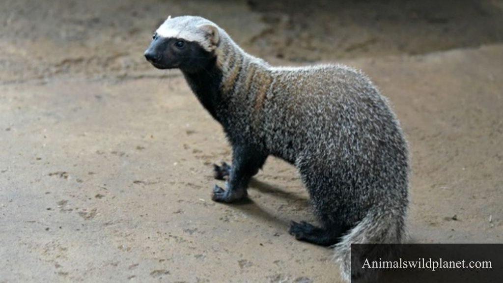 animal that looks like a weasel