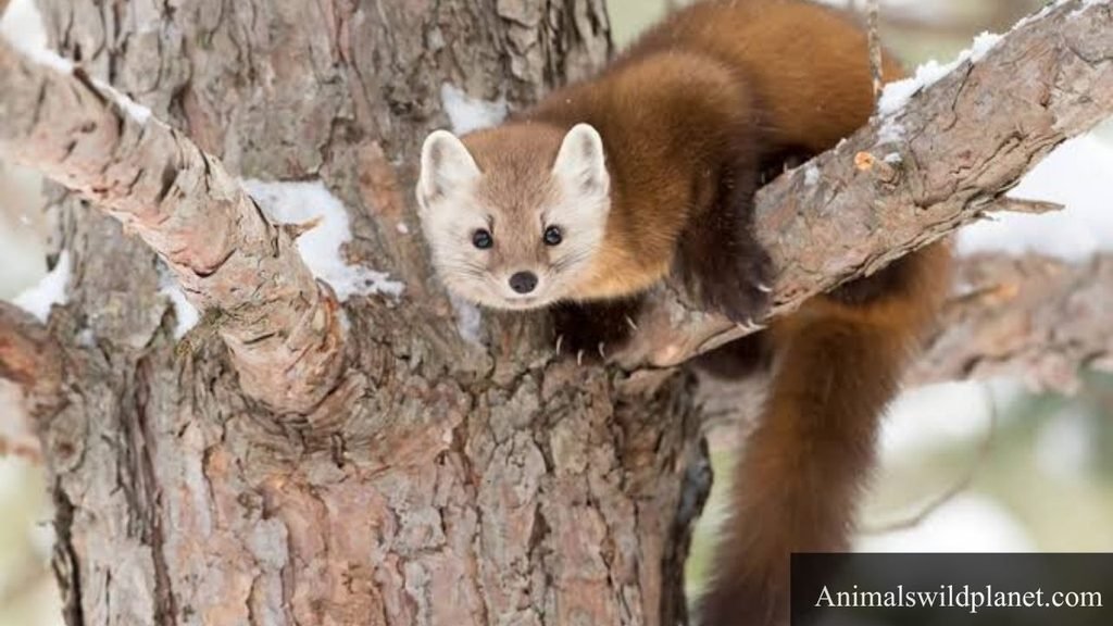 weasel like animal