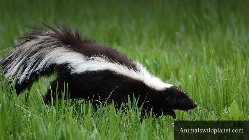 what animal looks like a weasel