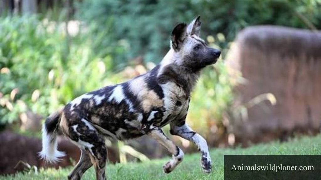 animals that look like fox