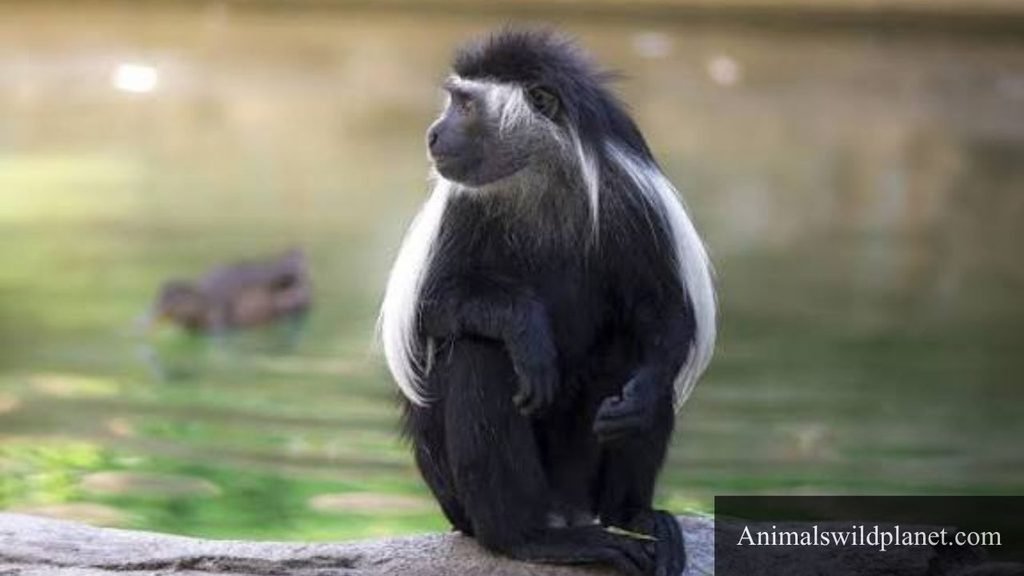 which animal have long tail
