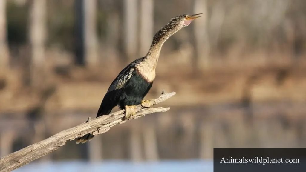 birds with long necks that fly