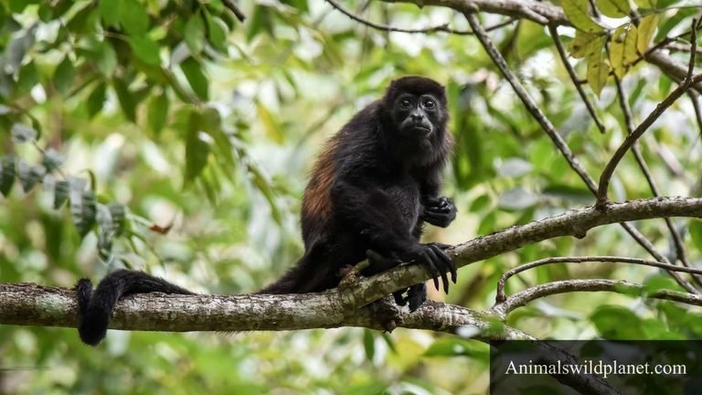 Animals with Long Tails